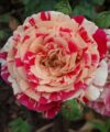 Vanille Fraise