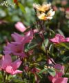 Mutabilis