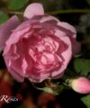 Mozart's Lady