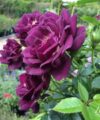 Princess Sibilla de Luxembourg