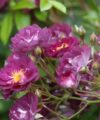 Violette