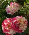 Vanille Fraise