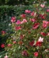 Mutabilis