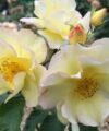 Scented Garden