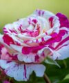 Vanille Fraise