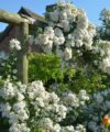 Rambling Rector
