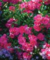 Flower Carpet Pink