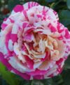Vanille Fraise