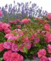 Flower Carpet Pink