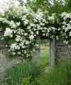 Rambling Rector