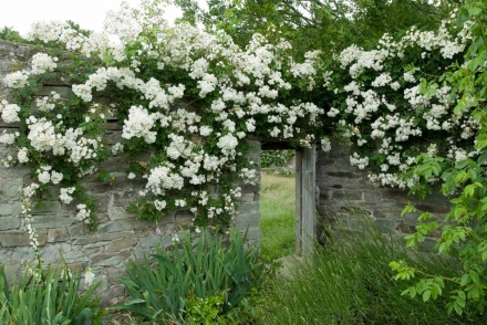 Rambling Rector