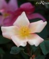 Mutabilis